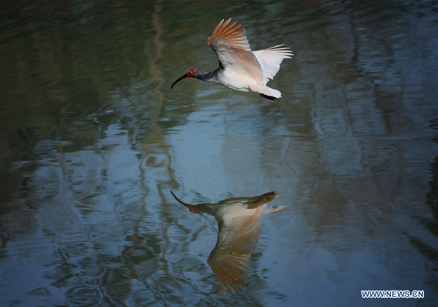 CHINA-SHAANXI-CRESTED IBIS (CN)