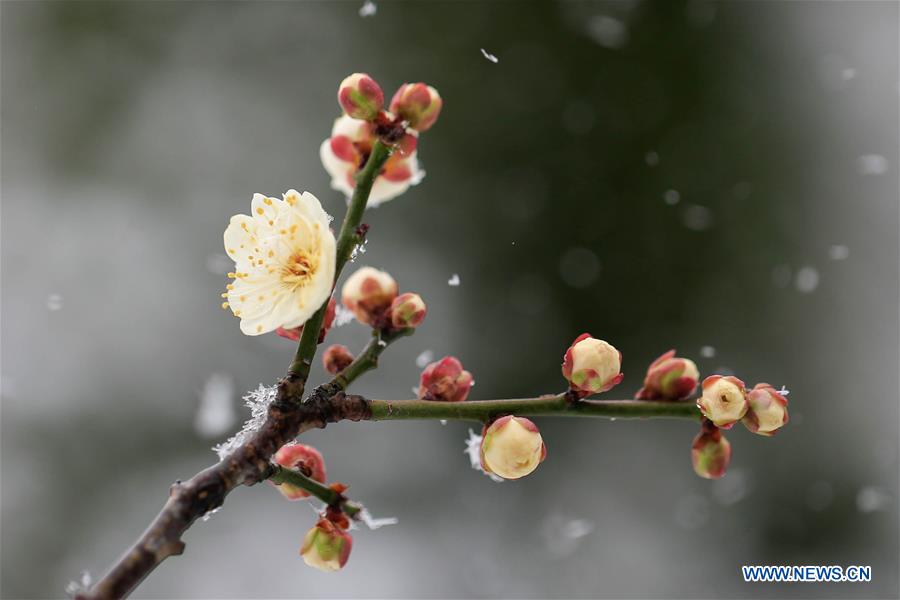 #CHINA-JIANGSU-PLUM BLOSSOM(CN)