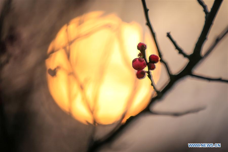 #CHINA-SPRING-PLUM BLOSSOM (CN)