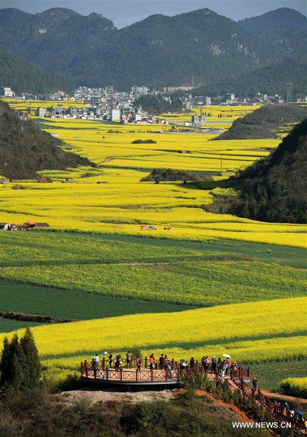 CHINA-YUNNAN-LUOPING-RAPE FLOWER(CN)