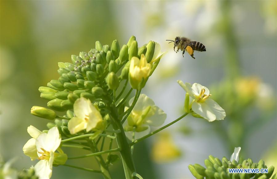 CHINA-JIANGXI-RAPE FLOWER-HONEY BEE-RESEARCH (CN)