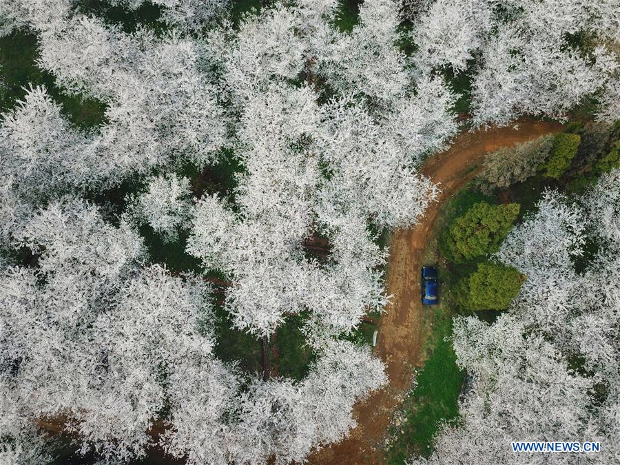 CHINA-GUIZHOU-CHERRY BLOSSOM-TOURISM (CN)