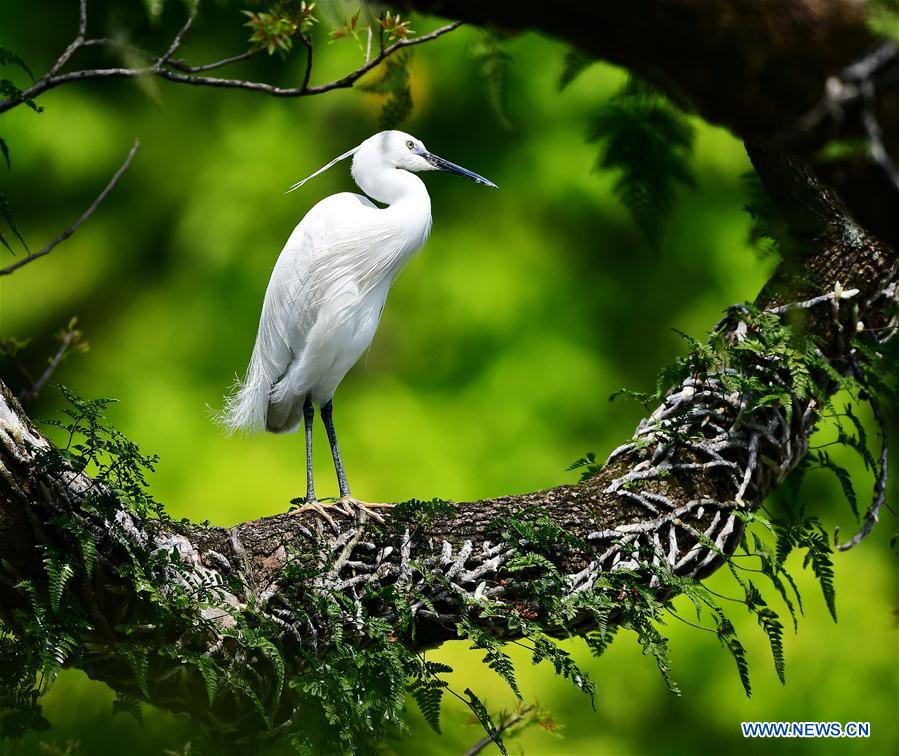 CHINA-FUJIAN-TREE-BIRD (CN)