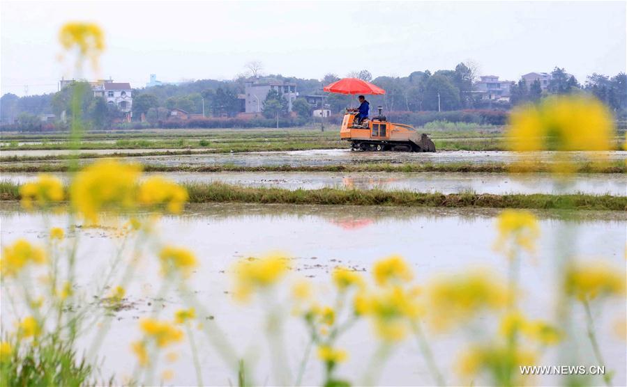 #CHINA-SPRING-FARM WORK (CN)