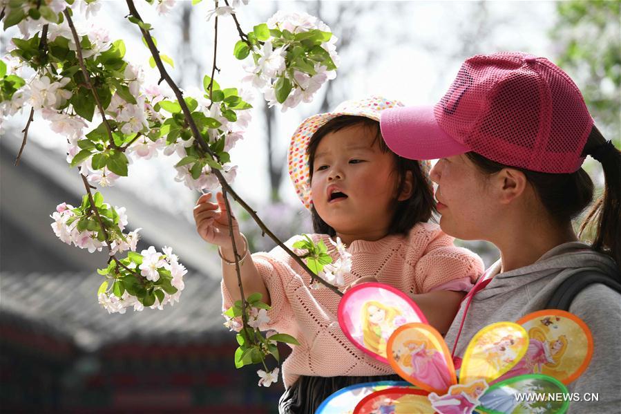 # CHINA-HEBEI-BEGONIA(CN)