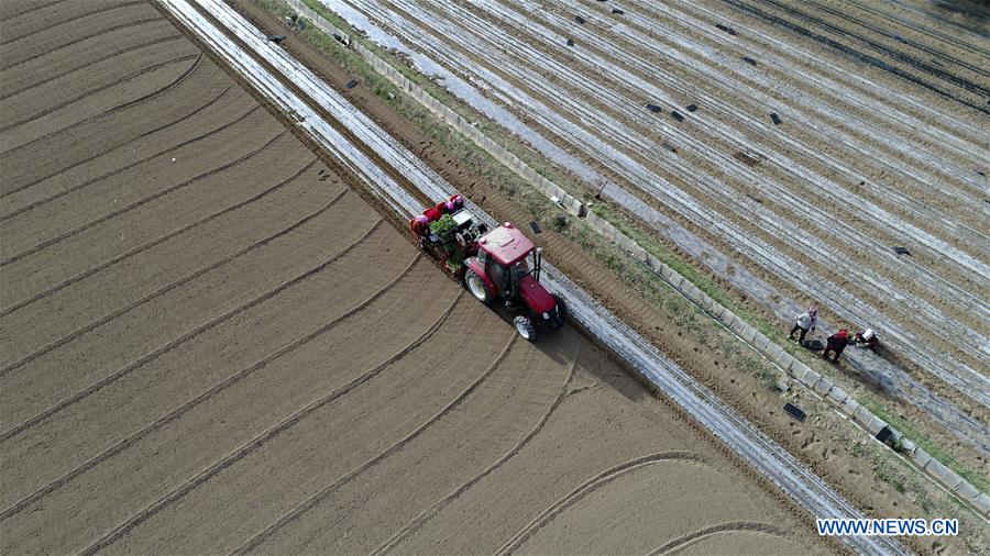 CHINA-NINGXIA-MODERNIZED AGRICULTURE (CN)