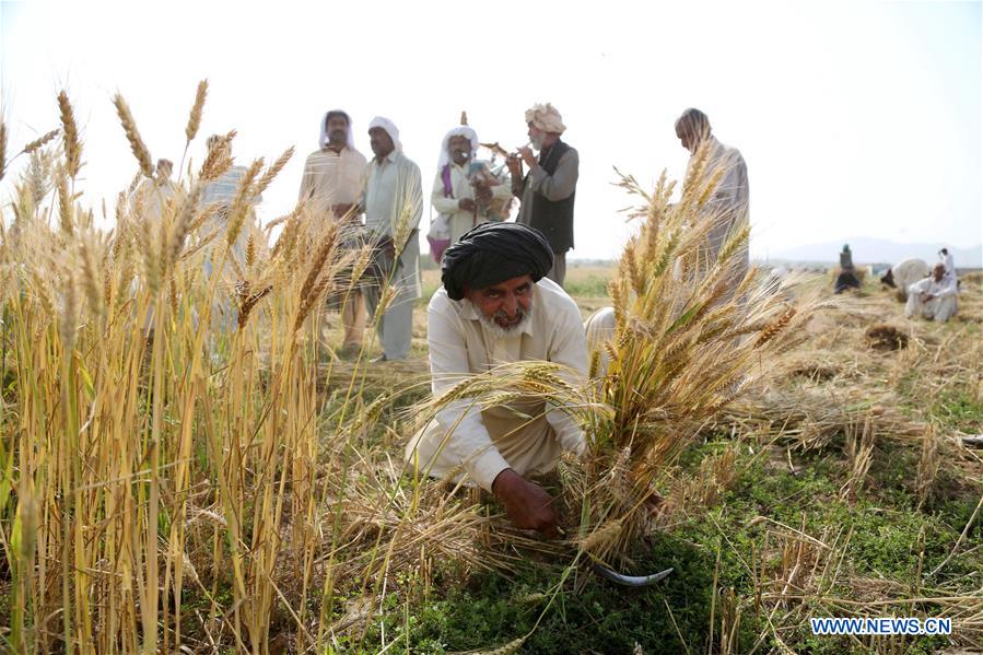 PAKISTAN-RAWALPINDI-WHEAT-HARVEST