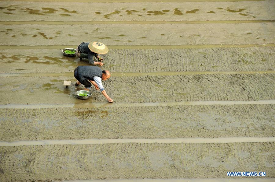 CHINA-GUYU-FARM WORK(CN)