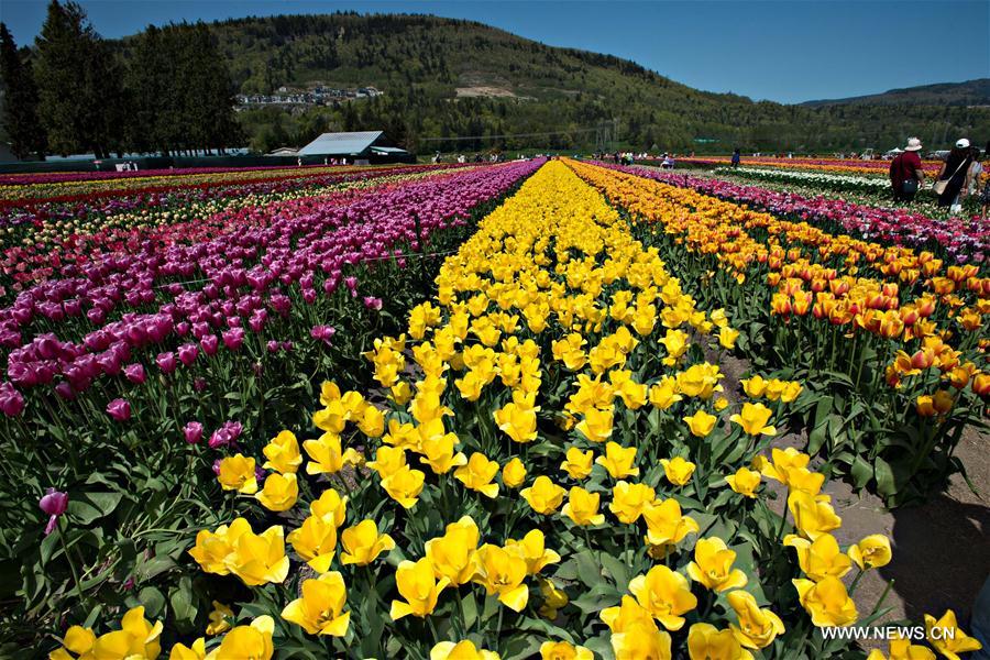 CANADA-ABBOTSFORD-BLOOM TULIP FESTIVAL