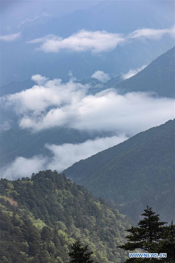 CHINA-HUBEI-SHENNONGJIA-SCENERY (CN)