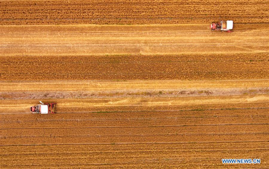 CHINA-SHANXI-WHEAT-HARVEST (CN)