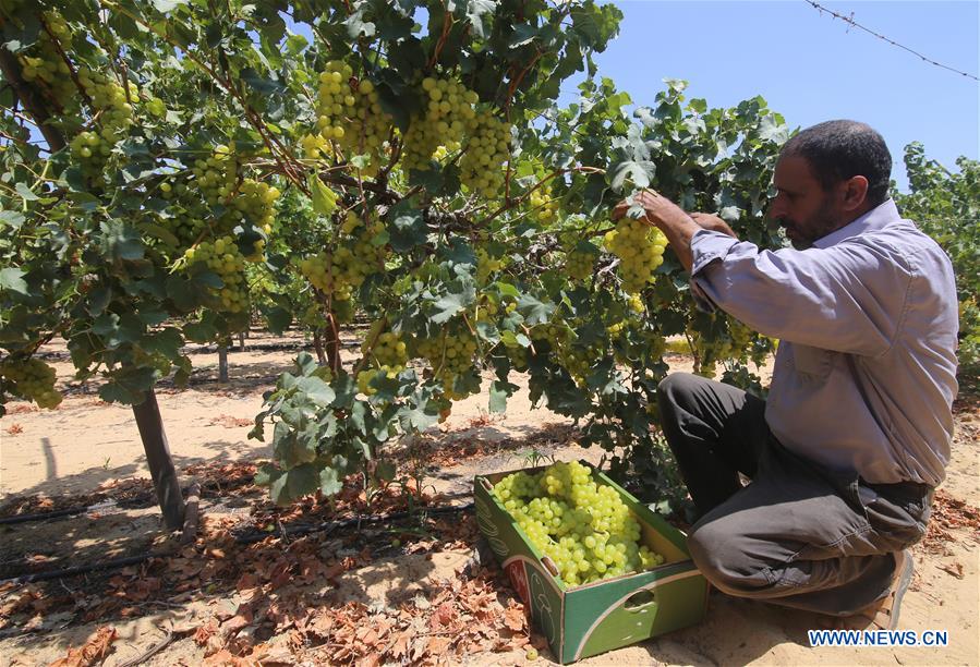 MIDEAST-GAZA-GRAPES-HARVEST