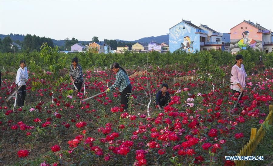 CHINA-SHAANXI-LUONAN-ROSE (CN)