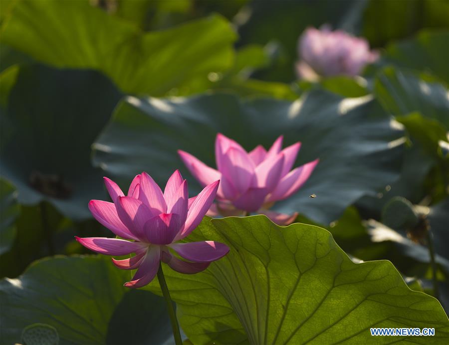 #CHINA-SUMMER-LOTUS FLOWER (CN)