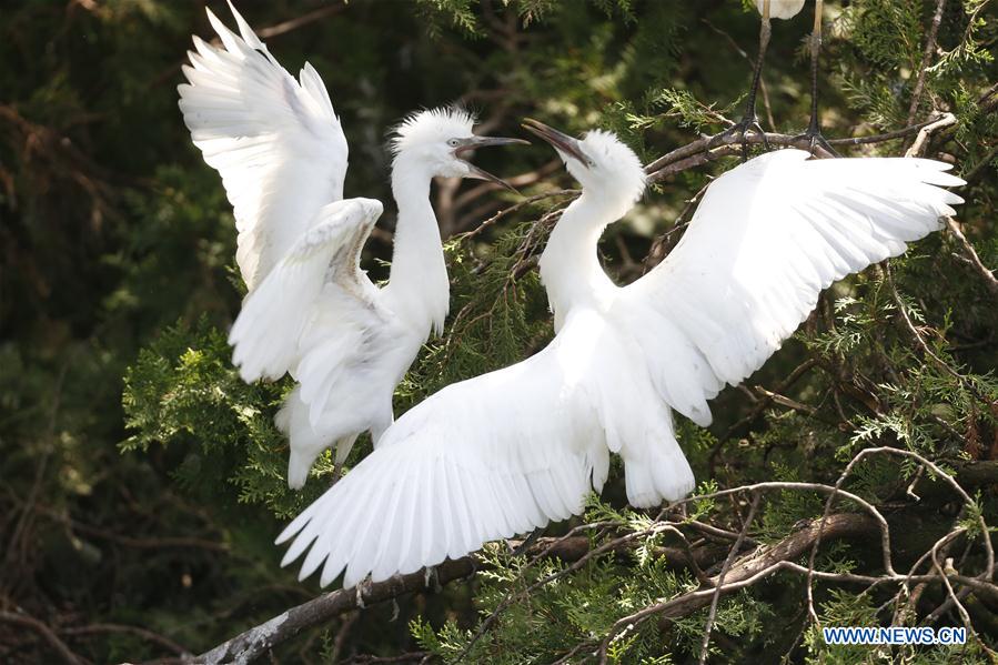 #CHINA-JIANGSU-WETLAND-EGRETS