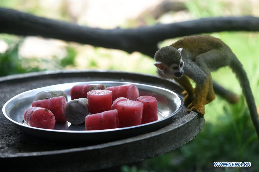 CHINA-CHONGQING-ZOO-ANIMAL-HEAT-RELIEF (CN)