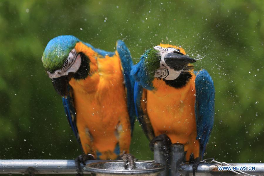 #CHINA-ZOO-ANIMALS-COOL OFF (CN)