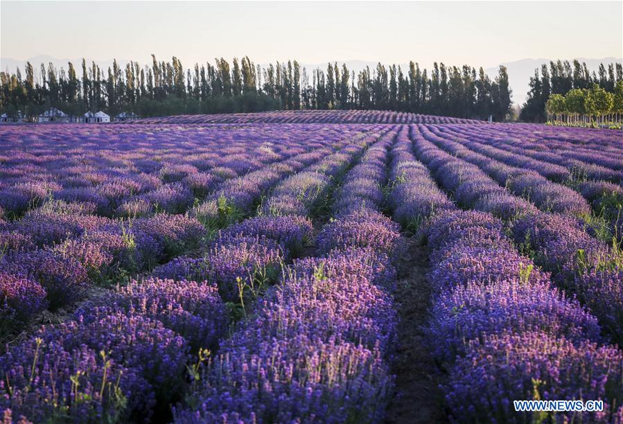 CHINA-XINJIANG-ILI-LAVENDER-BEEKEEPING (CN)