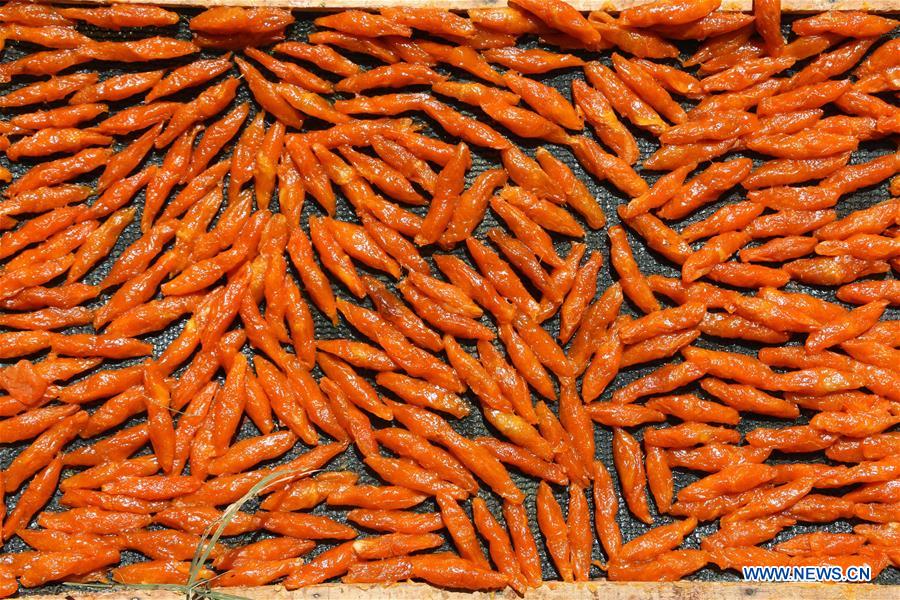 AFGHANISTAN-BAMIYAN-APRICOT FIELD