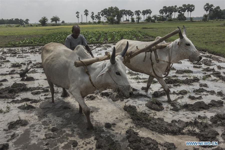 INDIA-KOLKATA-AGRICULTURE-PADDY FIELD