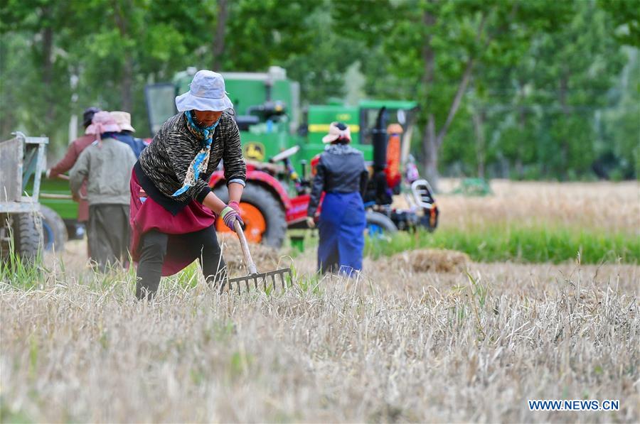 CHINA-TIBET-AGRICULTURE-HARVEST (CN)