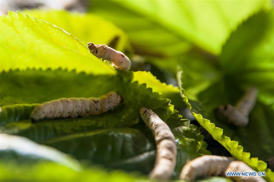 #CHINA-SHANDONG-ECONOMY-MULBERRY-INDUSTRY (CN)