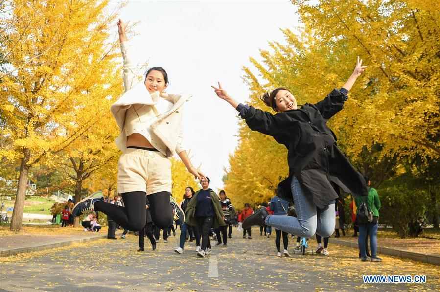 CHINA-LIAONING-GINKGO (CN)