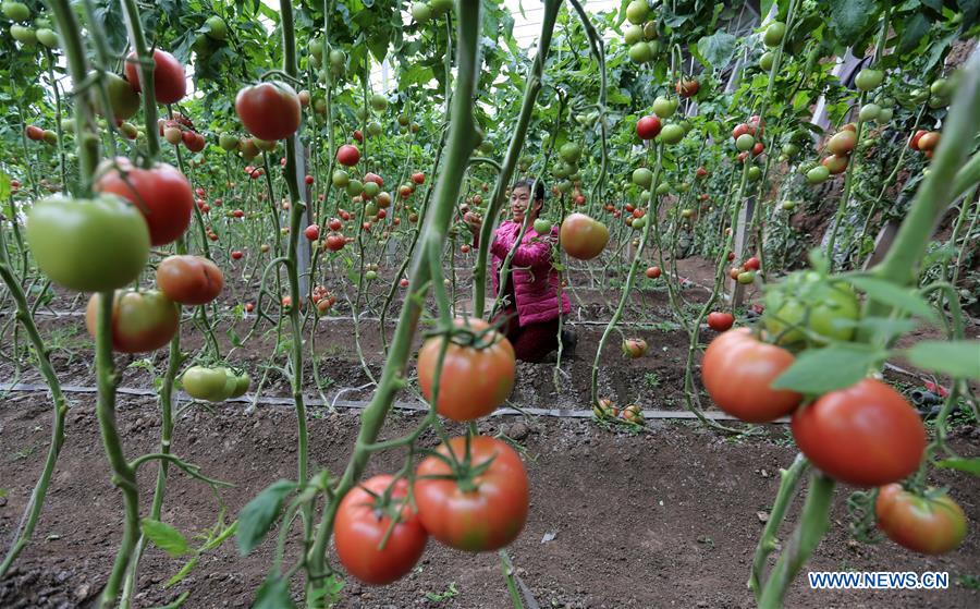 #CHINA-WINTER-ARGRICULTURE-GREENHOUSE (CN)