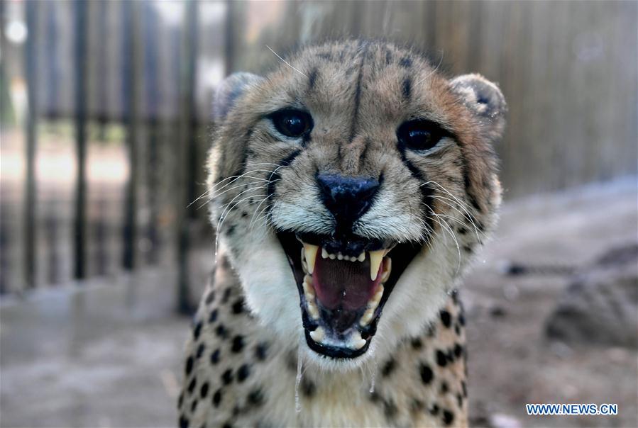 CHINA-HENAN-CHEETAH