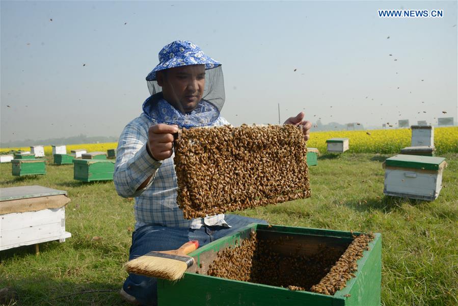 BANGLADESH-DHAKA-HONEY-BEE-FARMING