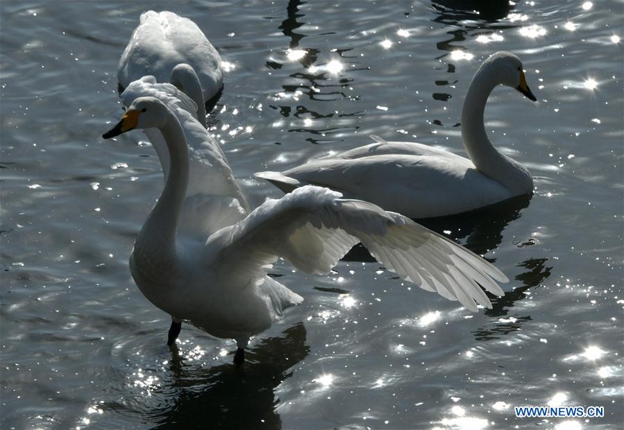 CHINA-SHANDONG-RONGCHENG-WINTER-SWAN (CN)