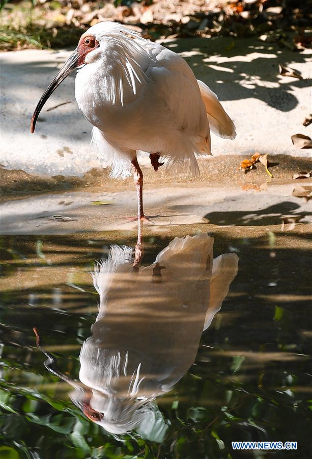 CHINA-GUANGDONG-CRESTED IBIS (CN) 