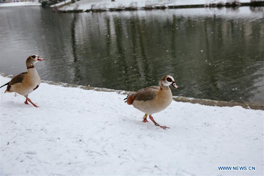 BELGIUM-BRUSSELS-SNOWFALL