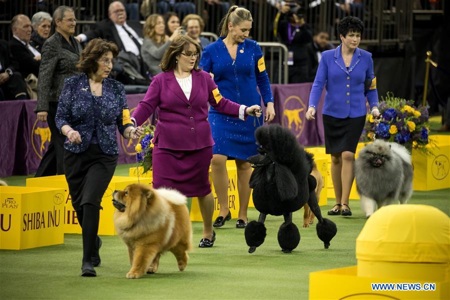 U.S-NEW YORK-DOG SHOW