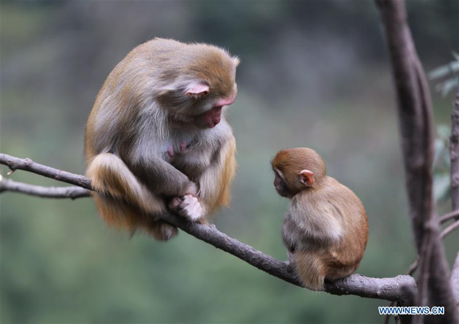 #CHINA-HUNAN-SPRING-MACAQUES(CN)