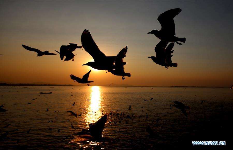 MYANMAR-MAWLAMYINE-GULLS-SUNSET