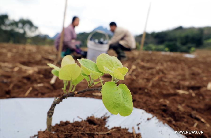 #CHINA-JINGZHE-FARM WORK