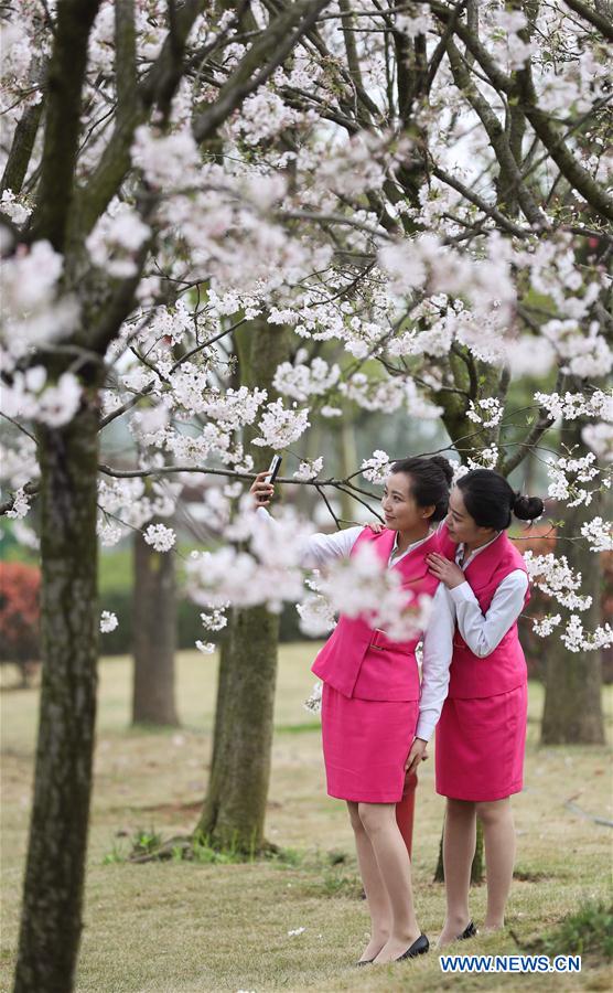 CHINA-MEISHAN-CHERRY BLOSSOMS (CN)