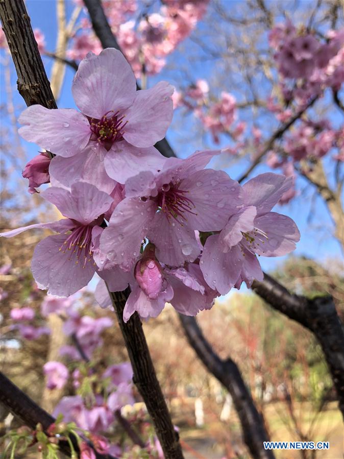 (BeijingCandid) CHINA-BEIJING-SPRING(CN)