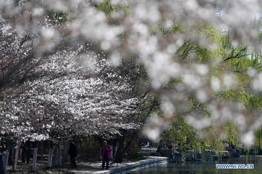 CHINA-BEIJING-SPRING-CHERRY BLOSSOMS (CN)