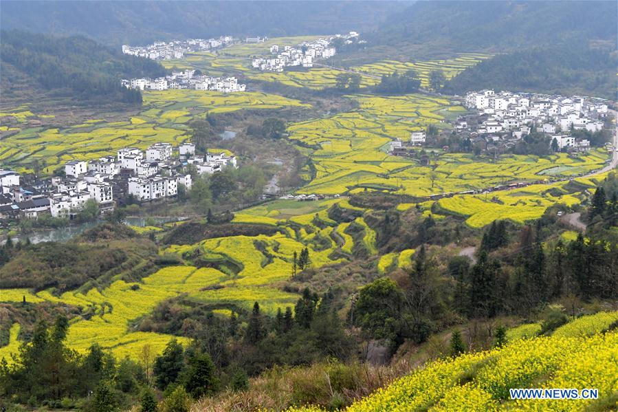 CHINA-JIANGXI-COLE FLOWER FIELDS (CN)