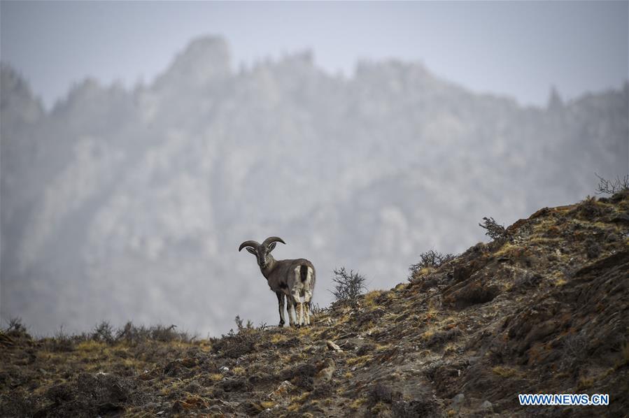 CHINA-NINGXIA-HELAN MOUNTAIN-BHARAL (CN)