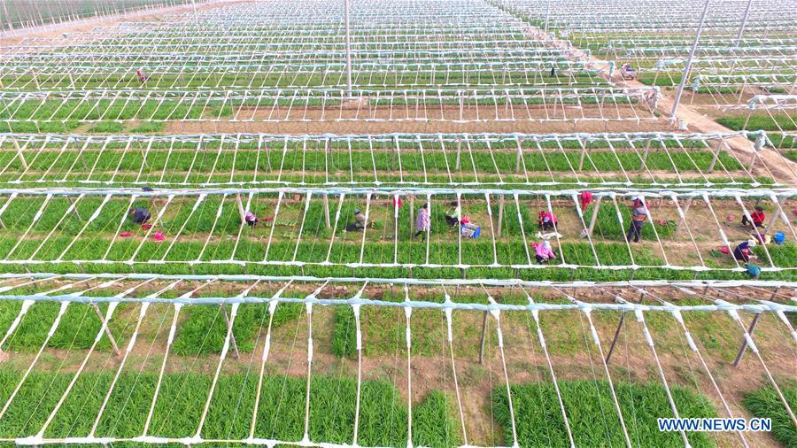 #CHINA-SHANDONG-FARM WORK (CN)