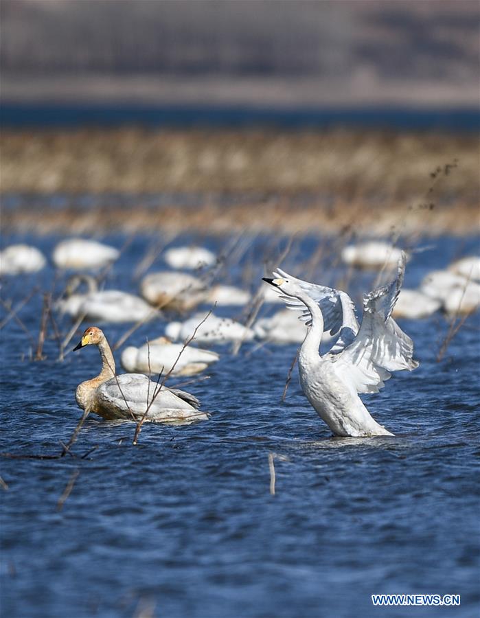 CHINA-LIAONING-RESERVOIR-SWANS (CN)