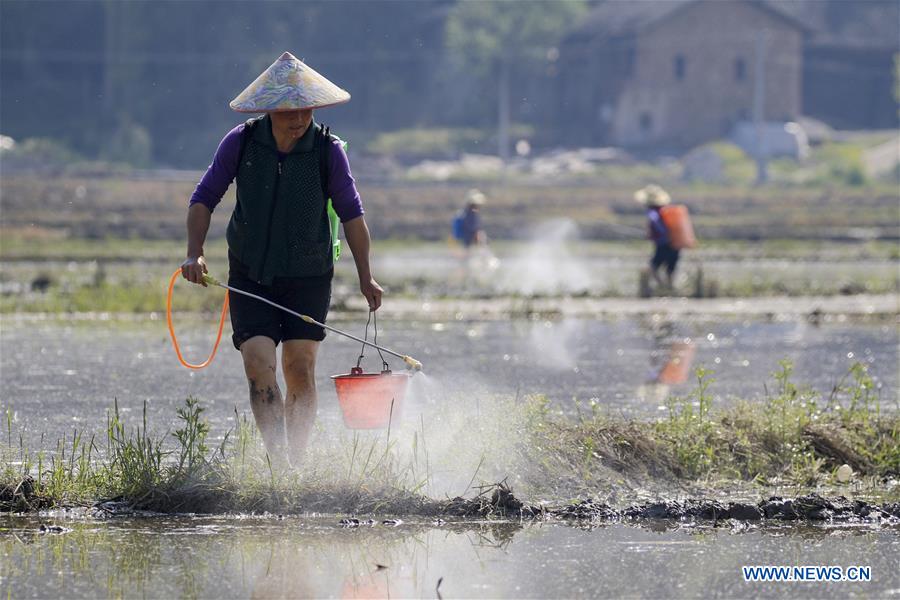 #CHINA-SPRING-FARM WORK (CN)