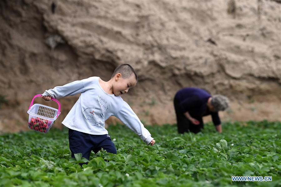 CHINA-XINJIANG-QAPQAL-STRAWBERRY-TOURISM (CN)