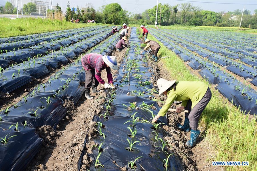 #CHINA-AGRICULTURE-FARM WORK (CN)