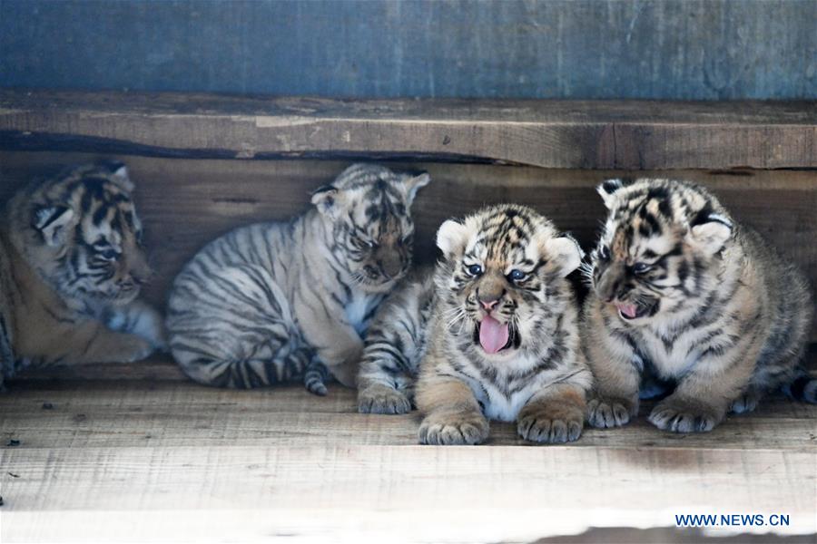 CHINA-HEILONGJIANG-SIBERIAN TIGER-BREEDING (CN)