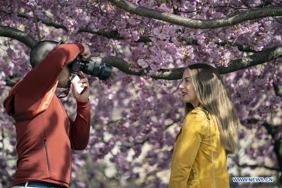 SWEDEN-STOCKHOLM-CHERRY BLOSSOMS