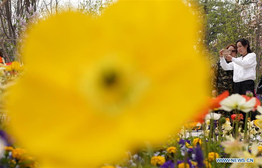 (EXPO 2019)CHINA-BEIJING-HORTICULTURAL EXPO-OPENING TO PUBLIC (CN)